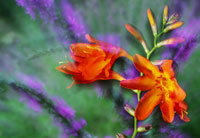 montbretia detail (photo number: 668)