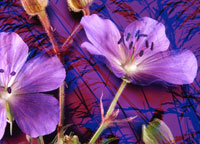 cranesbill detail (photo number: 669)