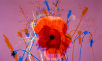 poppy detail (photo number: 670)