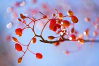 sorbus (photo number: 715)