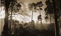 scots pine (photo number: 735)
