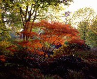acer (photo number: 852)