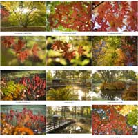 Autumnal 2 (photo number: 867)