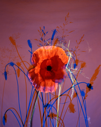 field poppy-det (photo number: 286)