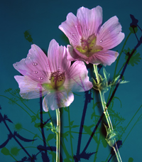 musk mallow-detail (photo number: 316)