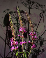 PURPLE LOOSESTRIFE-detail (photo number: 435)